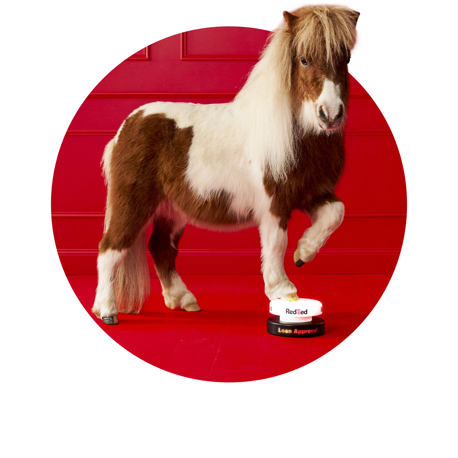 dougie-the-pony_campaign_1600x1600.webp